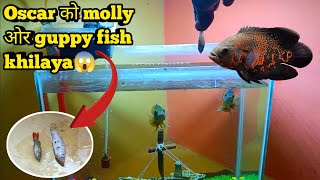 Oscar को 🐠molly fish ओर guppy fish khilaya😱 oscarfish mollyfish guppyfish youtubevideo fish [upl. by Mickelson200]