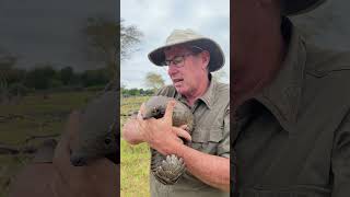 Pangolin are fascinating creatures and deserve every opportunity to thrive 🌍🙌🏻 reels ivancarter [upl. by Ednutey]