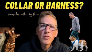 Collar or Harness Does it matter Why train your dog to heel Conversations with a dog trainer [upl. by Ahcsrop]