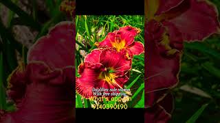 daylilies sale daylilies on sale garden hemerocallis [upl. by Yerocal]