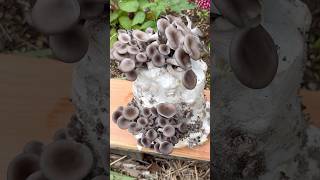 Growing Oyster Mushrooms With Toilet Paper [upl. by Ursulette]