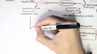 Part I  Aracidonic Acid Metabolites [upl. by Alliber684]