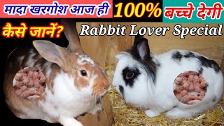 मादा खरगोश आज ही बच्चे देगी कैसे जानें Pregnant Rabbit Kab Bacche Degi Kaise Pata Karen [upl. by Noiek]