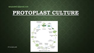 Protoplast Culture  Plant tissue culture  AZ concepts guide [upl. by Enitselec621]