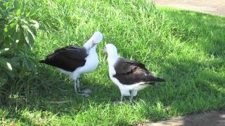 Laysan Albatross quotMoliquot in Hawaiian engaging in a beautiful courtship dance [upl. by Nuhsar985]