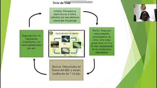 Fase 4 de Sanidad Agroforestal [upl. by Airda]