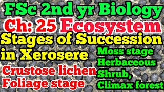 Stages of Succession in xerosere  Ch 25  lecture 5  biology2ndyear [upl. by Rollins852]