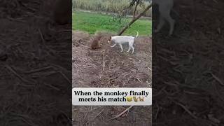 monkeydog shortsvideo comedyvideos like [upl. by Cod]