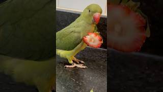 Anyone else’s bird do this 🤪 talkingparrot cuteanimals talkingbird babyanimals funnyanimals [upl. by Atsyrt11]