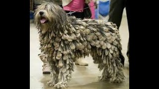 BERGAN MASCO SHEEP DOGDiscover the Bergamasco Sheep Dog The Unique Italian Herding Breed [upl. by Ikilisav]