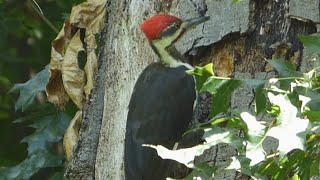 Pileated woodpecker  woodpecker on tree  birds wildlife woodpecker [upl. by Orr]