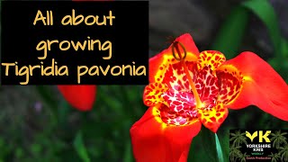 All about growing Tigridia pavonia [upl. by Pauiie]