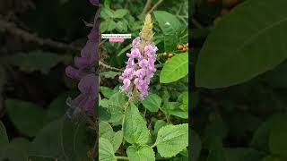 Shalparni Desmodium gangeticum  Medicinal Plant flowers nature plant [upl. by Savadove]