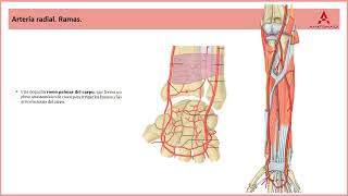 75 Arterias y venas del compartimento anterior del antebrazo Clase de Anatomía Humana de Gray [upl. by Wall852]