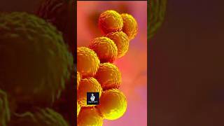 Staphylococcus aureus [upl. by Gaiser]