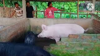 Hampshire Yorkshire pig farming Bongaigaon Assam [upl. by Zetnahs931]