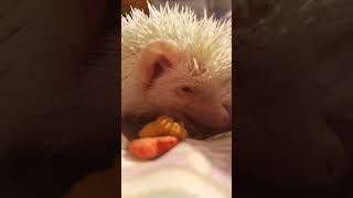 Asmr de erizo bebe comiendo ✨❤️ [upl. by Notsla]