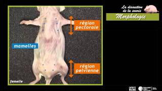 La dissection de la sourismorphologie 1 sur 7 [upl. by Ohcamac]