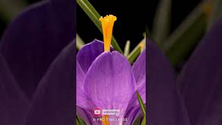 CROCUS FLOWERS Time Lapse shorts [upl. by Asirralc]