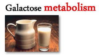 Galactose metabolism [upl. by Naved]