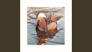 Mandarin Duck [upl. by Wooldridge116]