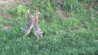 Brown hare fight [upl. by Judd]