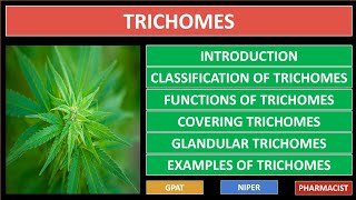 TRICHOMES  PHARMACOGNOSY  FUNCTIONS  TYPES  CLASSIFICATION WITH EXAMPLES  GPAT2021  NIPER [upl. by Ofelia]