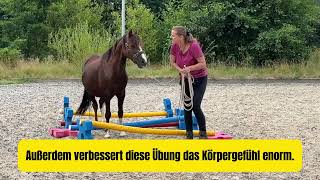 💡 Übung Achtsam über Stangen treten  𝗨𝗽𝗱𝗮𝘁𝗲 𝘃𝗼𝗻 𝗖𝗮𝗺𝗶𝗻𝗼 🐴  Der 2 Monat 📅 [upl. by Sedgewick]