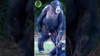 Screaming Chimp Runs Upright Demanding More Food  shorts [upl. by Portuna]