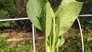 Easy Comfrey Propagation [upl. by Gnourt]