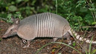 ARMADILLO Catch Clean Cook Do They have Leprosy [upl. by Ettinger]