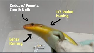 Kadal Kuning Cantik Buat Pemula  Mabouya Multifasciata [upl. by Lienahs]