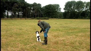 Basisausbildung für den brauchbaren Jagdhund Anfänge im Apport Fortsetzung [upl. by Nachison575]