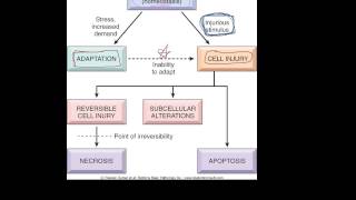 1  Introduction to pathology  etiology pathogenesis morphology terms homeostasis apoptosis [upl. by Esertal890]