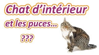 Un chat dintérieur peutil avoir des puces [upl. by Barbabra]