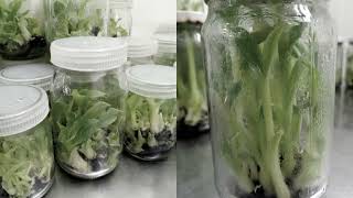 Banana Tissue Culture a journey to success from stage 0 to plantables [upl. by Ranjiv751]