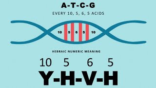 YHVH 10 5 6 5 Is Written In Our DNA Was 26 AD Important [upl. by Suzetta]