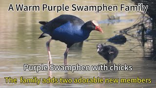 A warm purple swamphen family  The purple swamphen family adds two adrable new members [upl. by Limay388]