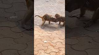 The Dangerous Monkey Fight 😱🙊shorts monkey animals fight bandar hanuman viral [upl. by Mirisola879]