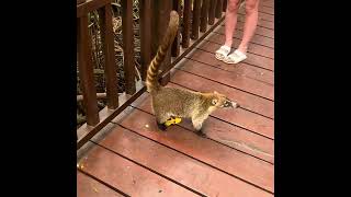 The El Coati A Love Story [upl. by Theodora]