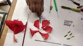 Hibiscus flower dissection practical work for All classes। [upl. by Deaner]