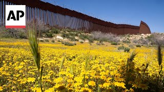 Botanists converge on the USMexico border documenting an ecosystem split by a wall [upl. by Leibrag]