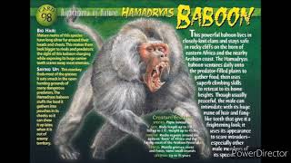 hamadryas baboon sound effects [upl. by Yrogerg910]