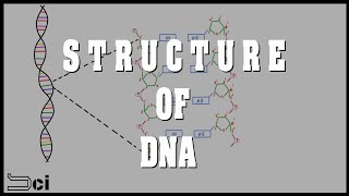 DNA structure explained in தமிழ்  ENGLISH subtitles available [upl. by Robbin]