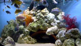 Malawi cichlids setup feeding trigon 350 tank [upl. by Alimak447]