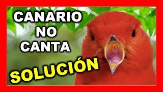 🐦 MÚSICA PARA CANARIOS Profesional🚀 🐦Mejorar y Estimular canto canarios 😱 FUNCIONA canarios [upl. by Bores]