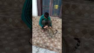 Bhola bhala tah sidha sadha tha viralvideo viralshort [upl. by Ethan]