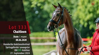 Auktionsfestival Lot 133 Chaitleen Stute v Casino Grande  For Contest [upl. by Rabin]