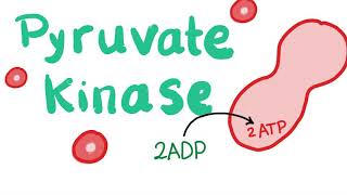 Pyruvate Kinase  The Beloved Enzyme of the Red Blood Cell RBC [upl. by Anneis40]