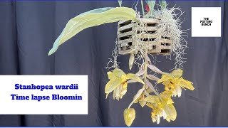 Stanhopea wardii  Upside Down Orchid  Timelapse Blooming [upl. by Oicnerolf]